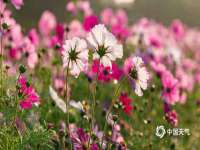 成才教育咨询宿迁有限公司
