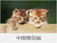 成才教育咨询宿迁有限公司