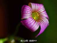 成才教育咨询宿迁有限公司