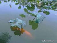 成才教育咨询宿迁有限公司