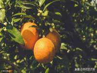 成才教育咨询宿迁有限公司