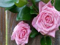 成才教育咨询宿迁有限公司